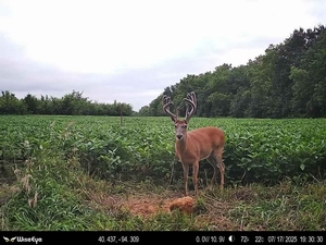 2025 Deer Trail Cam
